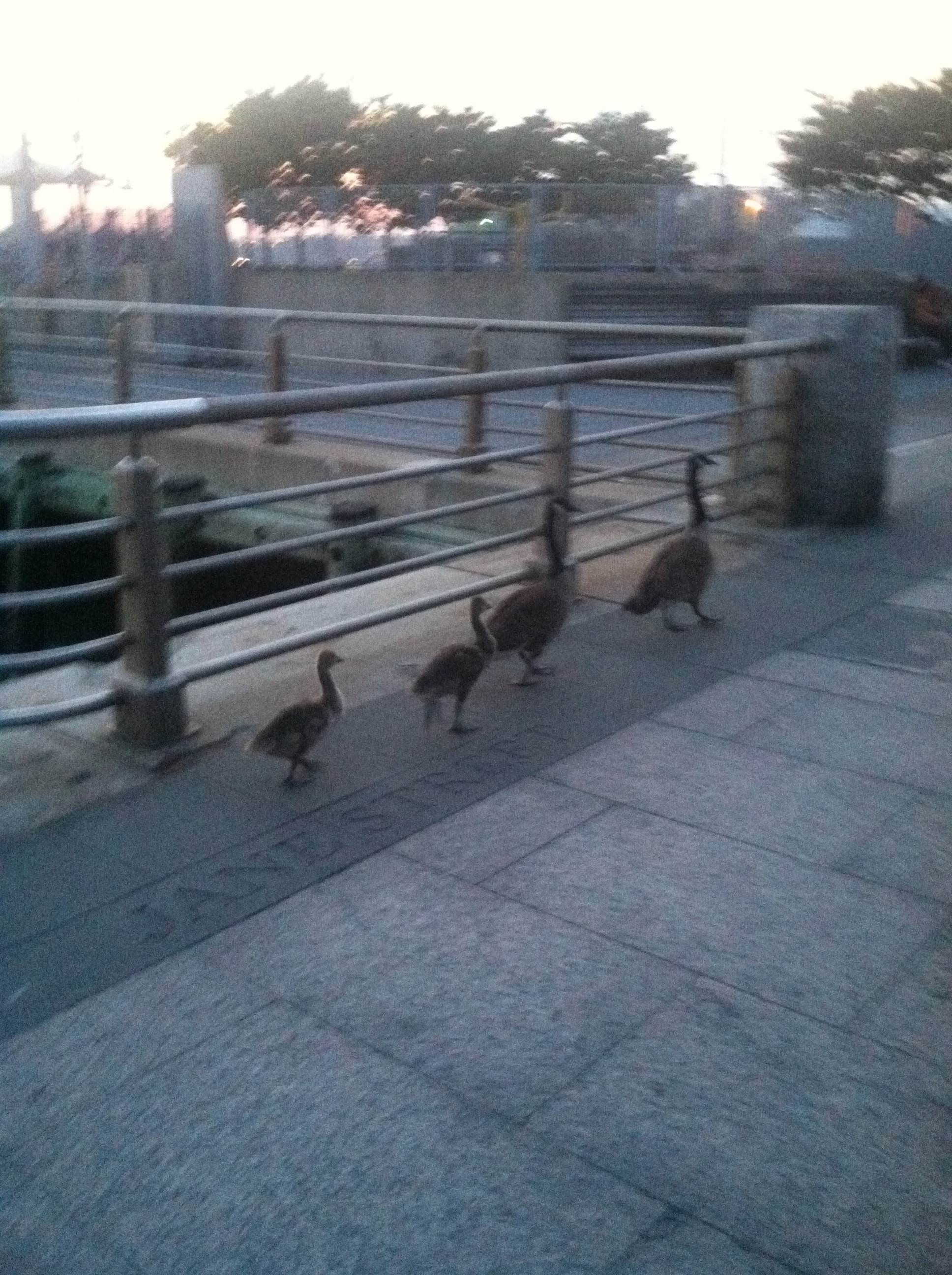 family of geese on a walk